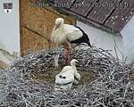 Capi_Dubne_20260614_082003.jpg