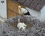 Capi_Dubne_20260614_082503.jpg