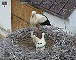 Capi_Dubne_20260614_083503.jpg