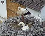 Capi_Dubne_20260614_084003.jpg