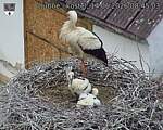 Capi_Dubne_20260614_084503.jpg