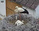 Capi_Dubne_20260614_085504.jpg