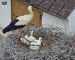 Capi_Dubne_20260614_090503.jpg
