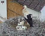 Capi_Dubne_20260614_091004.jpg