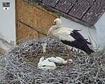 Capi_Dubne_20260614_092002.jpg