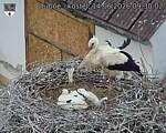 Capi_Dubne_20260614_093002.jpg