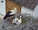 Capi_Dubne_20260614_094002.jpg
