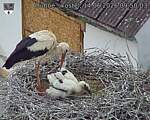 Capi_Dubne_20260614_095003.jpg