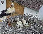 Capi_Dubne_20260614_095503.jpg