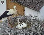 Capi_Dubne_20260614_100003.jpg