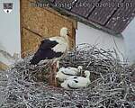 Capi_Dubne_20260614_101003.jpg
