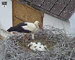 Capi_Dubne_20260614_101502.jpg