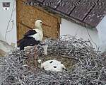 Capi_Dubne_20260614_102003.jpg