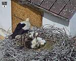 Capi_Dubne_20260614_104003.jpg