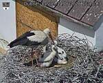 Capi_Dubne_20260614_111003.jpg