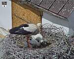 Capi_Dubne_20260614_115002.jpg