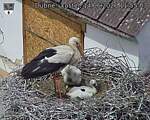 Capi_Dubne_20260614_115503.jpg