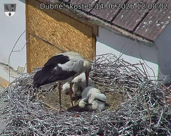 Capi_Dubne_20260614_120002.jpg (1350&nbsp;x&nbsp;1080)