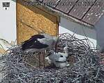 Capi_Dubne_20260614_120503.jpg