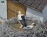 Capi_Dubne_20260614_122003.jpg