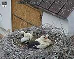 Capi_Dubne_20260614_122502.jpg