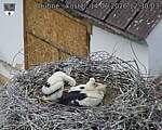 Capi_Dubne_20260614_123003.jpg