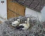 Capi_Dubne_20260614_123503.jpg