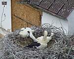 Capi_Dubne_20260614_124002.jpg