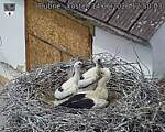 Capi_Dubne_20260614_125003.jpg