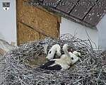 Capi_Dubne_20260614_125502.jpg
