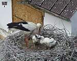 Capi_Dubne_20260614_130003.jpg