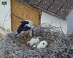 Capi_Dubne_20260614_130503.jpg