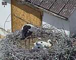 Capi_Dubne_20260614_131502.jpg