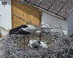 Capi_Dubne_20260614_133002.jpg