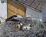 Capi_Dubne_20260614_133503.jpg