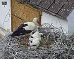 Capi_Dubne_20260614_140002.jpg