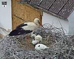 Capi_Dubne_20260614_140502.jpg