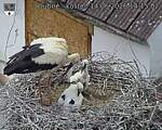 Capi_Dubne_20260614_141502.jpg