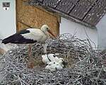 Capi_Dubne_20260614_142502.jpg
