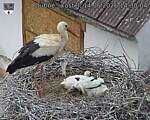 Capi_Dubne_20260614_143004.jpg