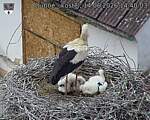 Capi_Dubne_20260614_144003.jpg