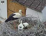 Capi_Dubne_20260614_145003.jpg