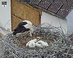 Capi_Dubne_20260614_150002.jpg