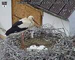 Capi_Dubne_20260614_155002.jpg