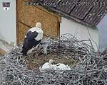 Capi_Dubne_20260614_160003.jpg