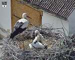 Capi_Dubne_20260614_160502.jpg