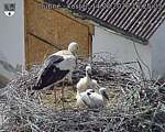 Capi_Dubne_20260614_162503.jpg