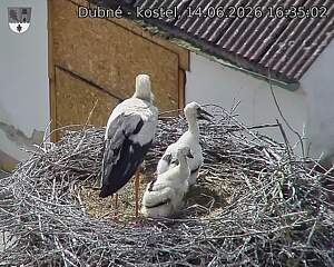 Capi_Dubne_20260614_163502.jpg (1350&nbsp;x&nbsp;1080)