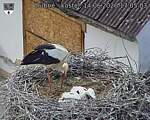 Capi_Dubne_20260614_170503.jpg
