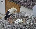 Capi_Dubne_20260614_174004.jpg